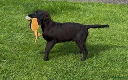 Flat coated Retriever dogs for sale: Black Flatcoat retriever puppies for sale  - Image 4