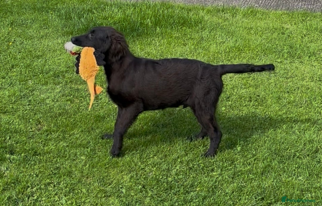 Flat coated Retriever dogs for sale: Black Flatcoat retriever puppies for sale  - Image 4