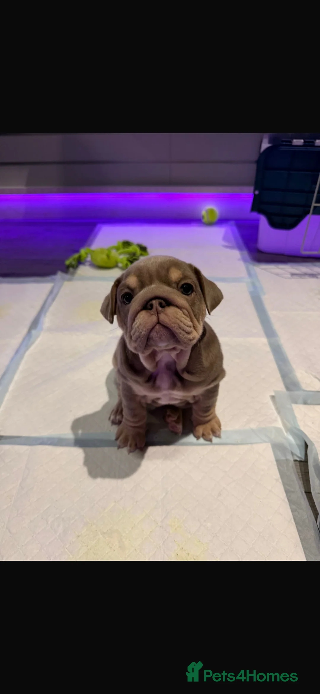 English Bulldog dogs for sale: Female English bulldog  in Coatbridge - Advert 2