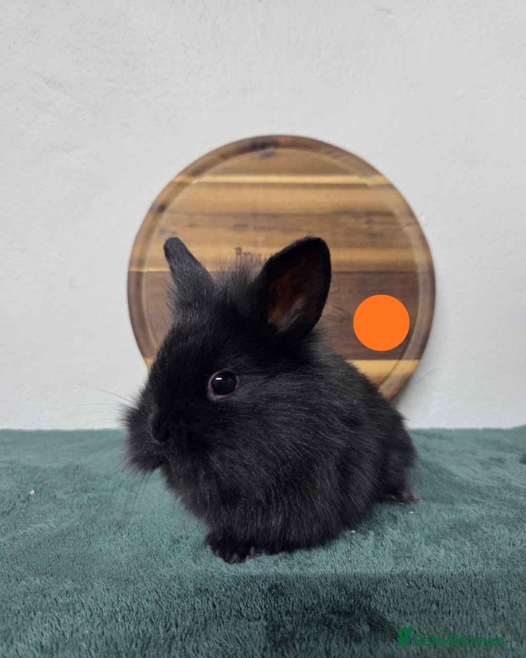 Mini Lion Lop rabbits for sale: Lion-Lop kits - Advert 4