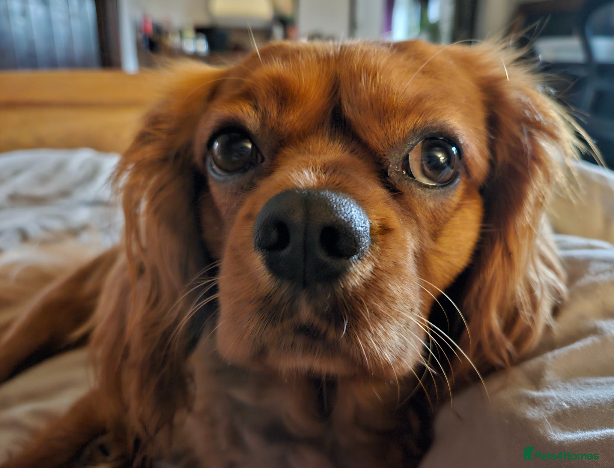 Cavalier King Charles Spaniel dogs Must go to a loving home - Advert 2
