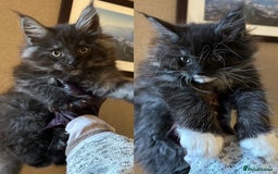 Maine Coon cats for sale: Stunning XL Pure bred Main Coon kittens for sale  - Image 6