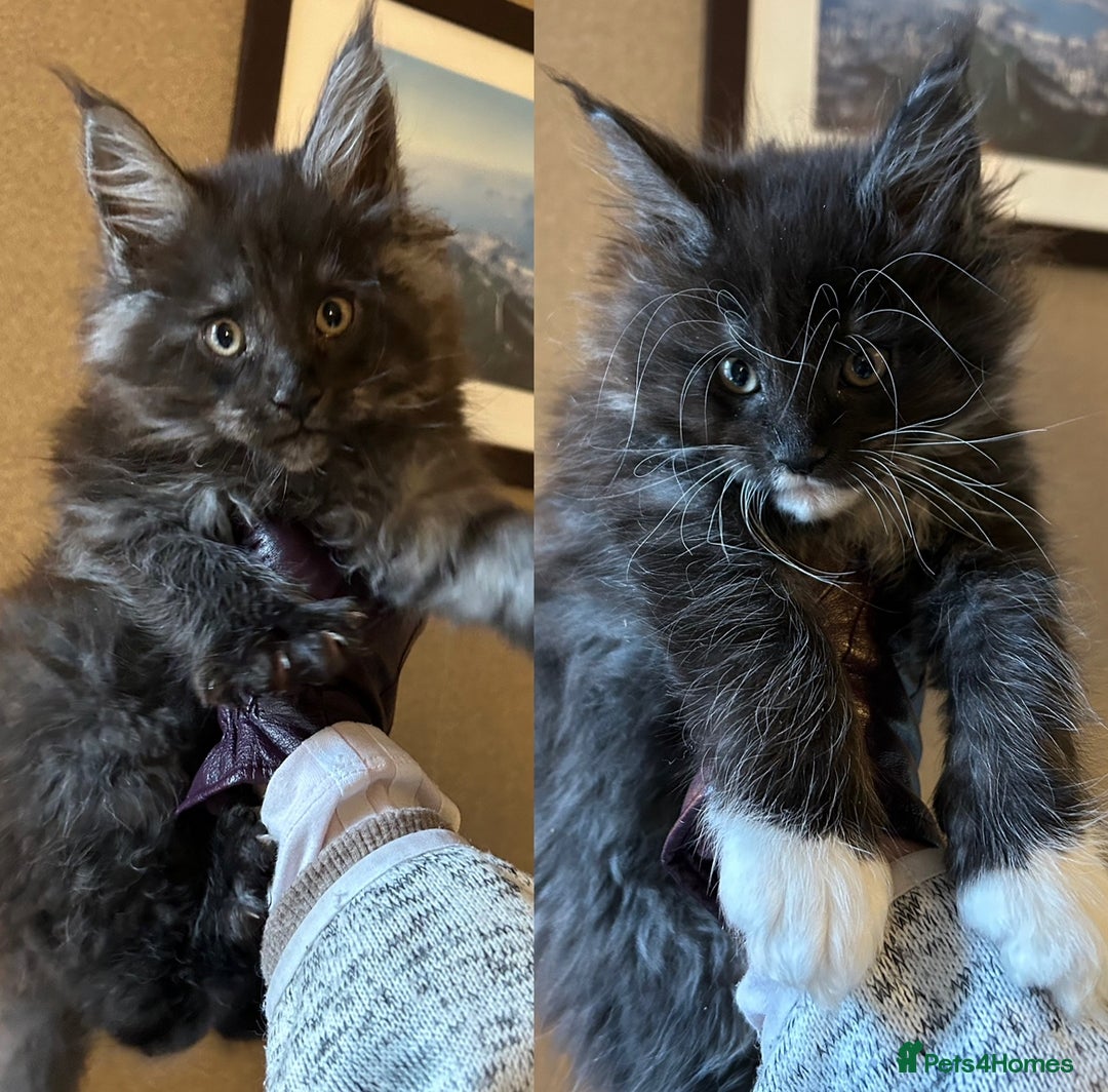 Maine Coon cats for sale: Stunning XL Pure bred Main Coon kittens for sale  - Image 6