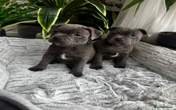 Staffordshire Bull Terrier dogs for sale: 🔷 Pharaon Champion Line Pups 🔷 in Wolverhampton - Image 32
