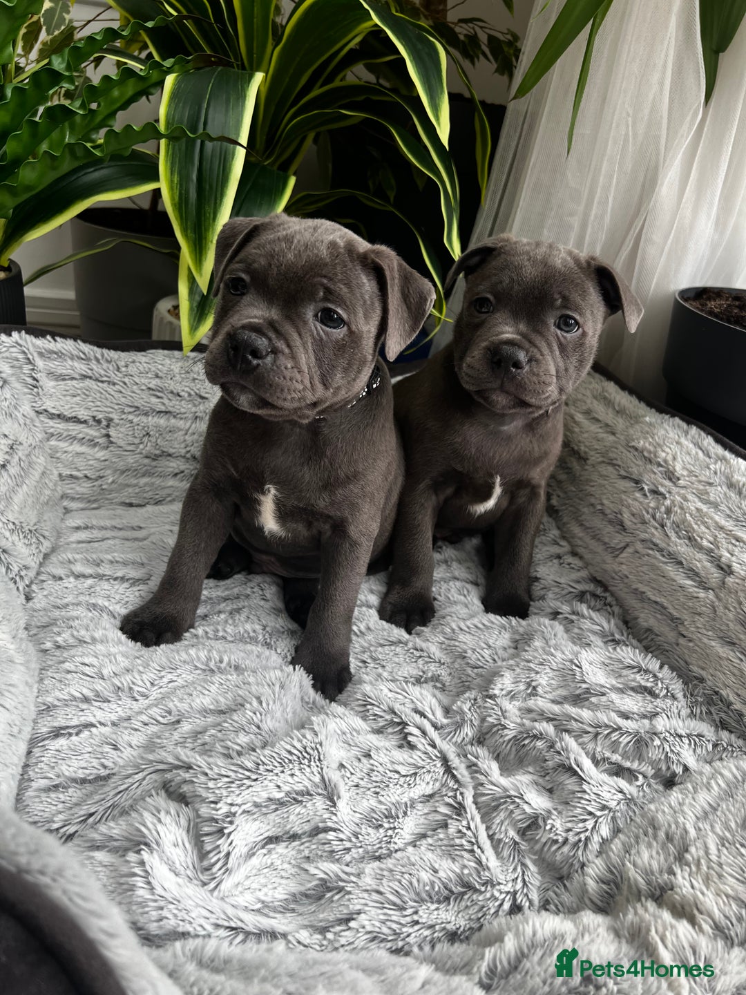 Staffordshire Bull Terrier dogs for sale: 🔷 Pharaon Champion Line Pups 🔷 in Wolverhampton - Image 32
