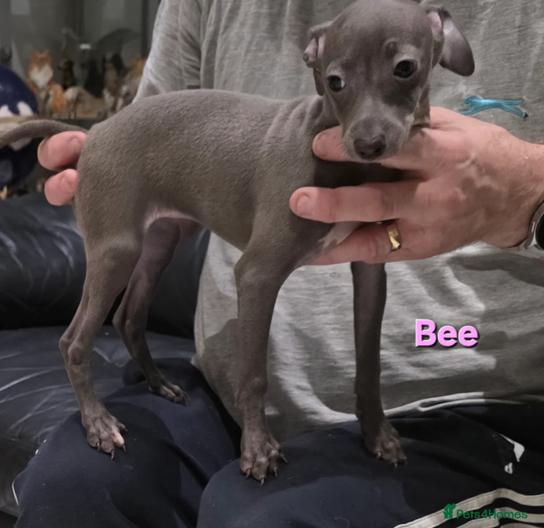 Italian Greyhound dogs for sale: 20 th feb KC reg quality  Just 1 blue boy & girl - Advert 9