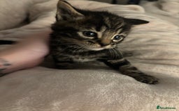 Mixed Breed cats for sale: *ONE LEFT* Beautiful long hair kittens - Advert 24
