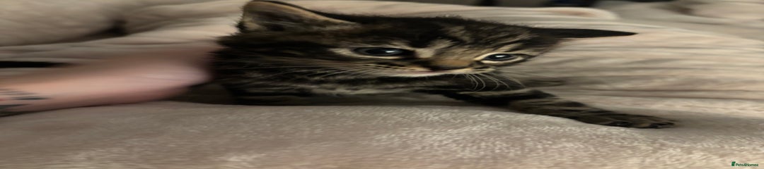 Mixed Breed Kitten 2