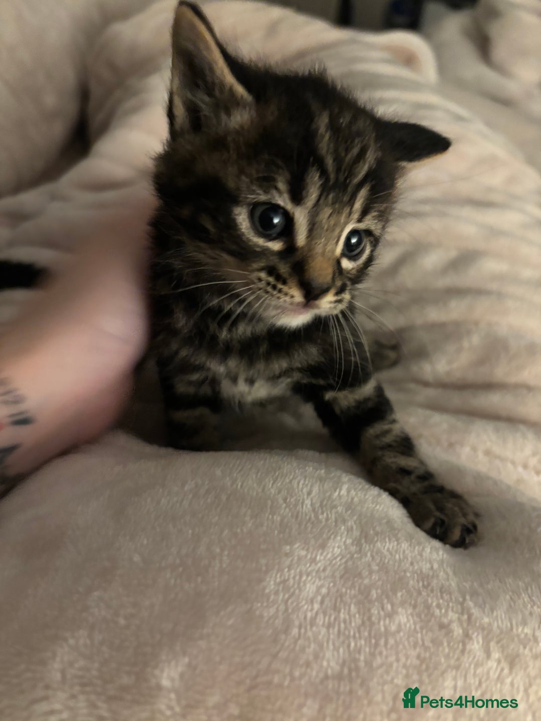 Mixed Breed cats for sale: *ONE LEFT* Beautiful long hair kittens - Advert 24