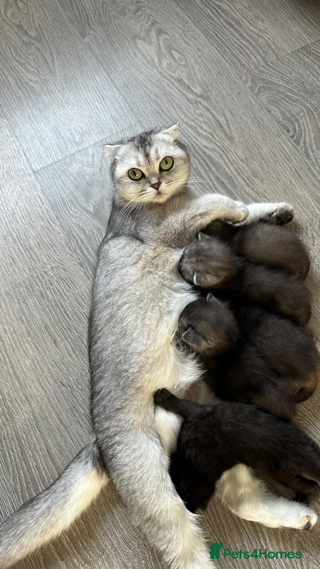 Scottish Fold cats for sale: Blue Eyed Beauties - Advert 2