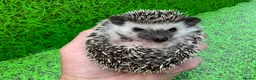 Pygmy Hedgehog rodents for sale: African Pygmy Hedghogs  - Advert 10