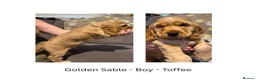 Cocker Spaniel dogs for sale: English Cocker Spaniel Puppies - Advert 11