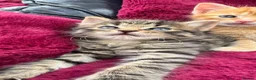 Mixed Breed cats for sale: Beautiful kittens 😻 - Advert 15