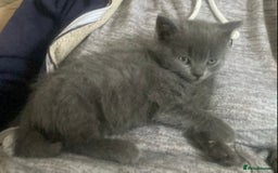 British Shorthair cats for sale: Good evening  - Image 3