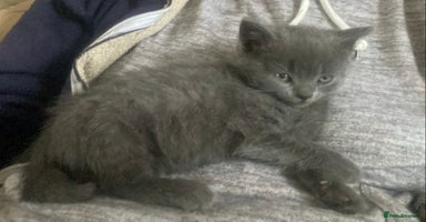 British Shorthair cats - Advert 6