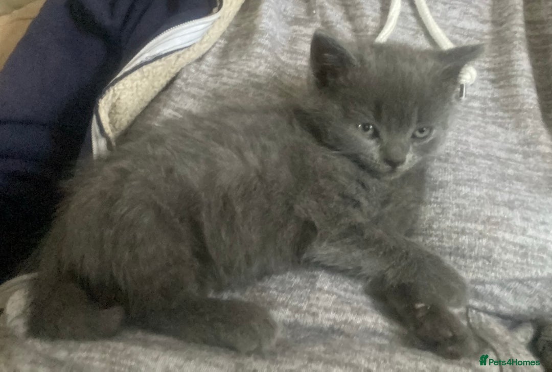 British Shorthair cats for sale: Good evening  - Image 3