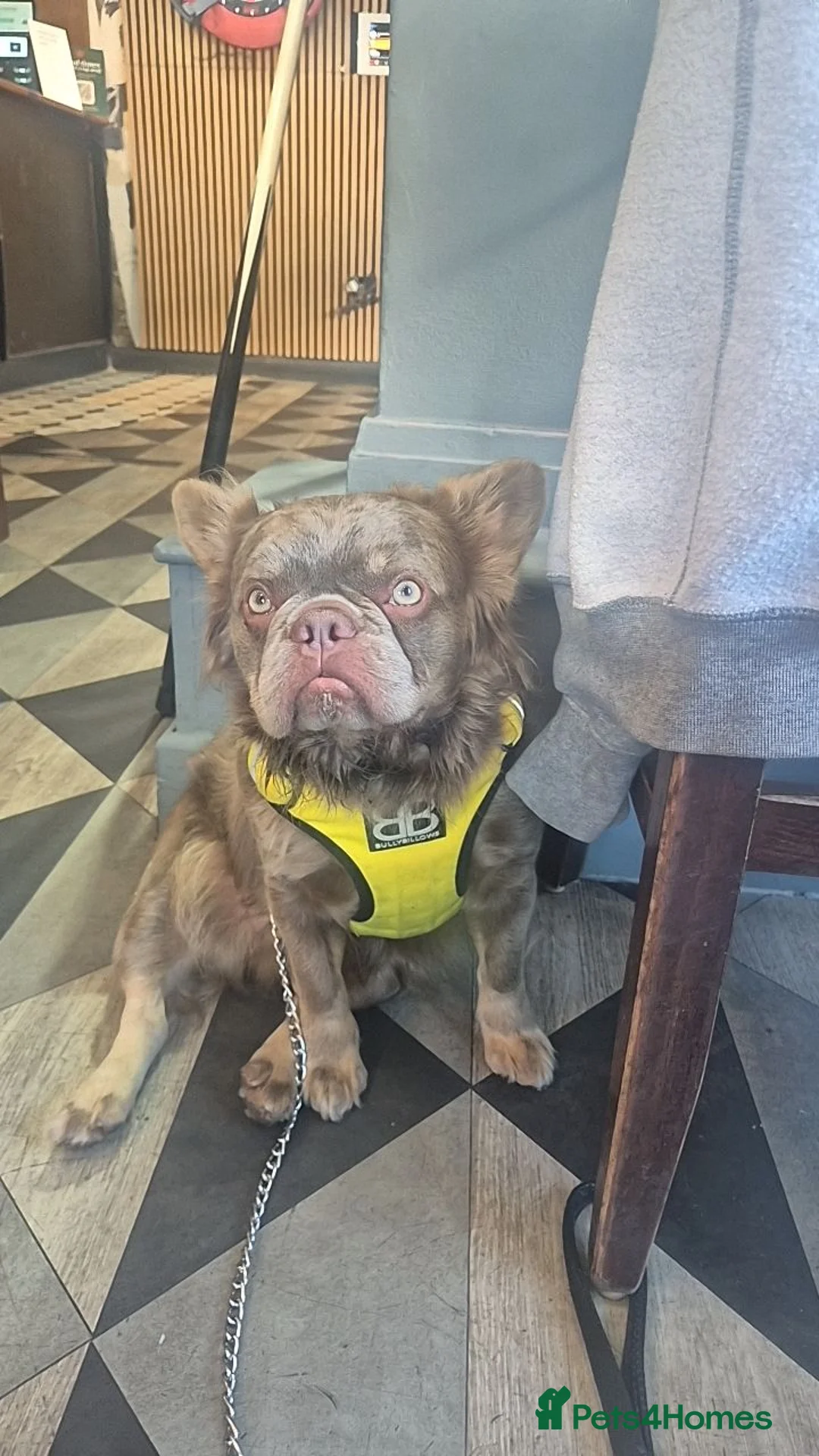 French Bulldog dogs for sale: Long haired French bulldog  - Advert 3