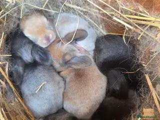 Mixed Breed rabbits Mixed breed bunnies - Advert 9