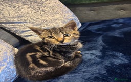 American Shorthair cats for sale: Tabby Kitten  - Image 7