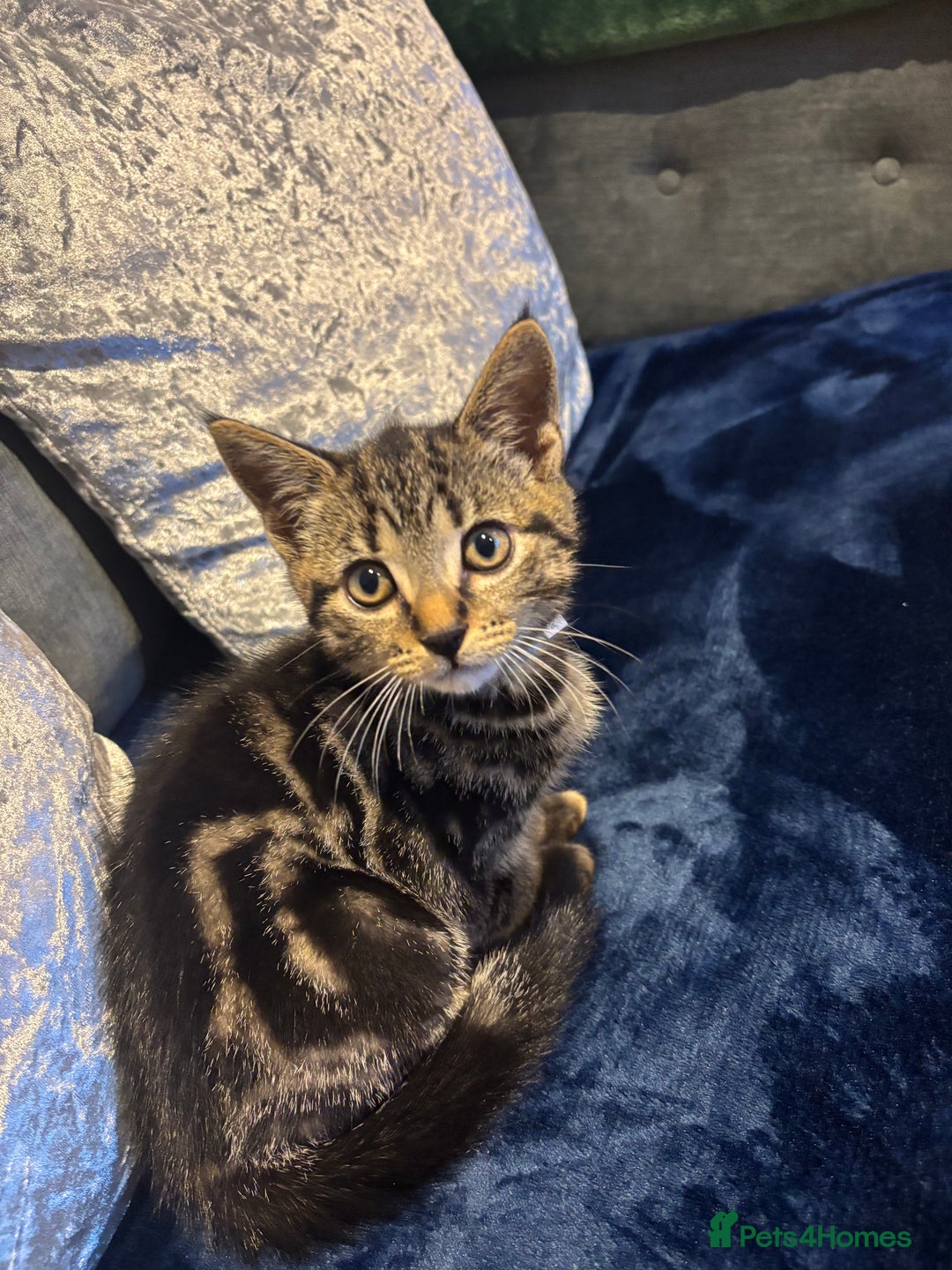 American Shorthair cats for sale: Tabby Kitten  - Image 7