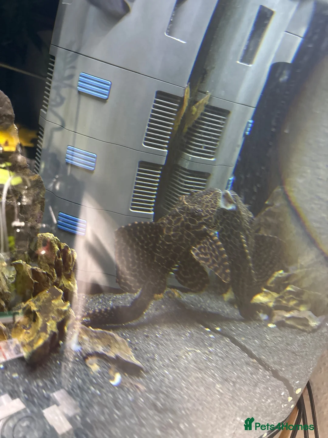 Plecos fish for sale: Common pleco  - Advert 2