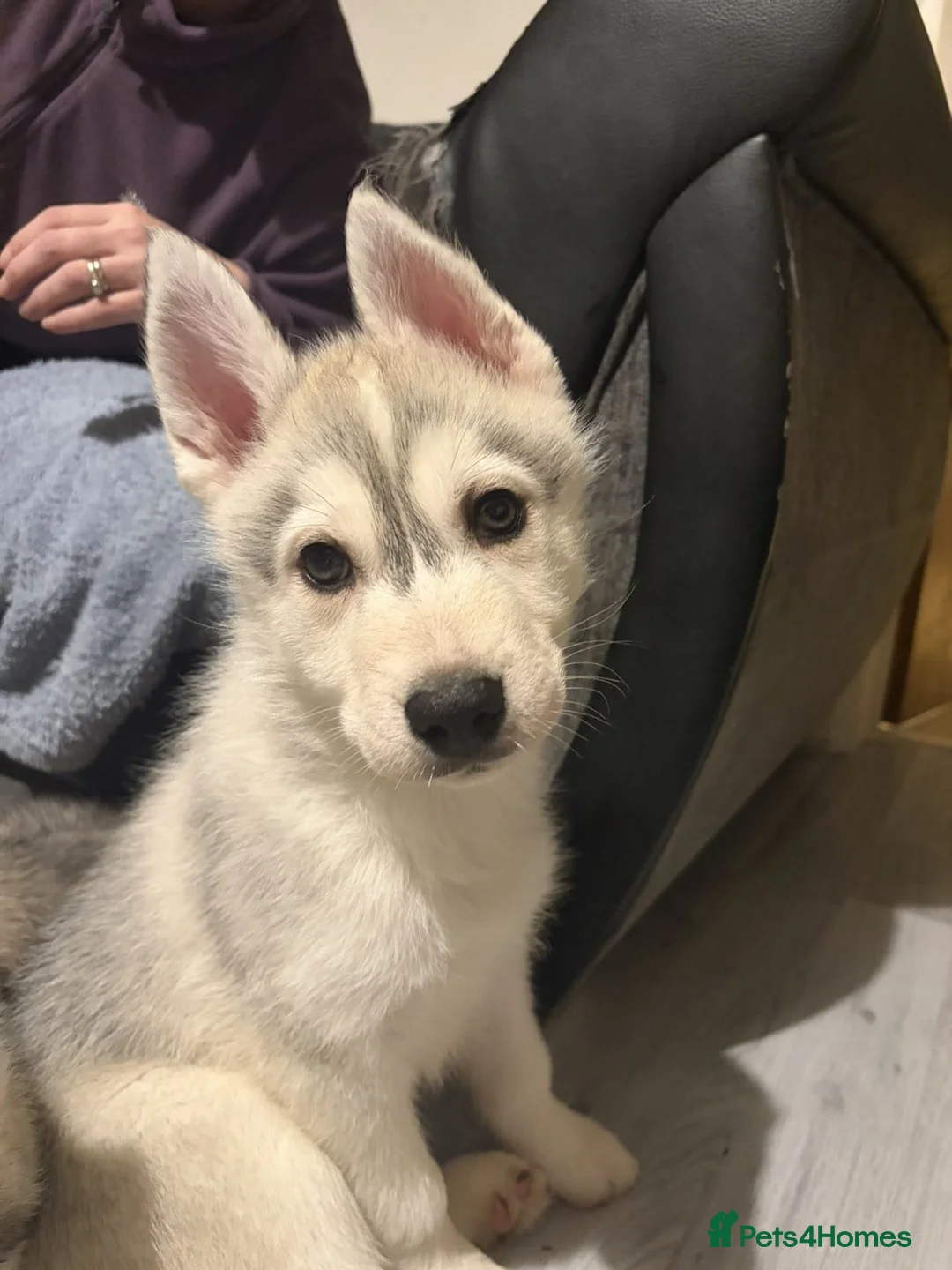 Siberian Husky dogs for sale: Husky - Advert 10
