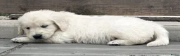 Golden Retriever dogs for sale: KC Registered Vet Health Checked Puppies - Advert 21