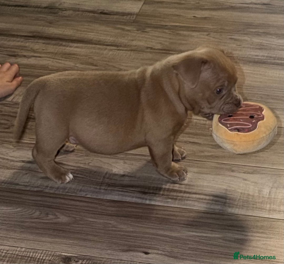 American Bully dogs for sale: American pocket bully 11weeks old  - Advert 3