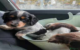 Cocker Spaniel dogs for sale: Kc registered mixed litter - Image 21