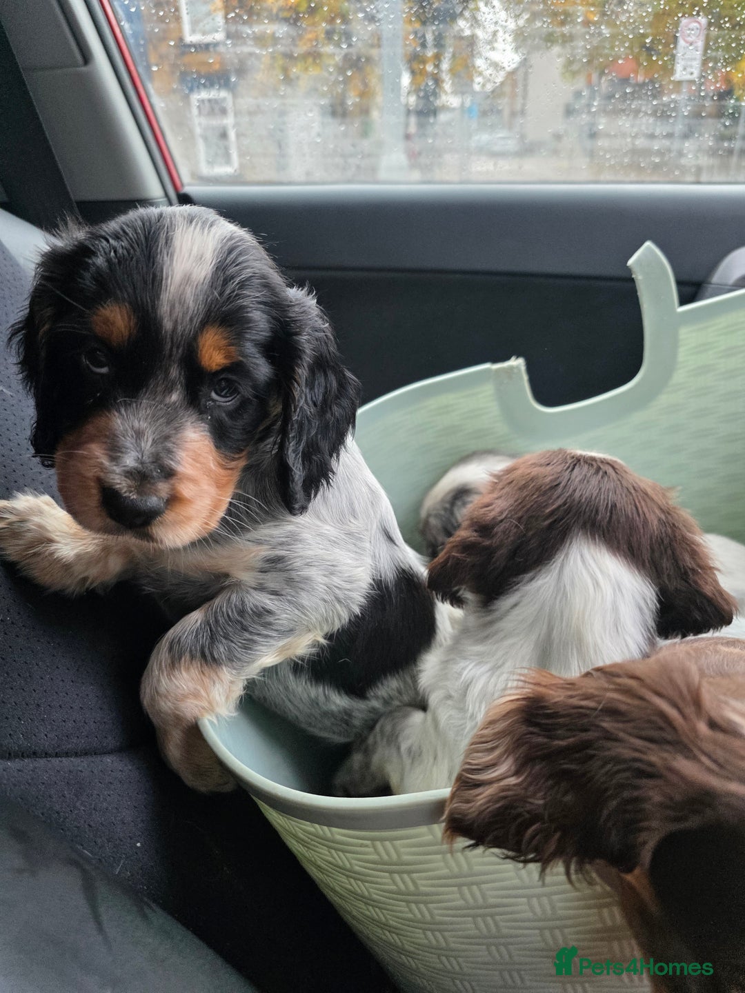 Cocker Spaniel dogs for sale: Kc registered mixed litter - Image 21