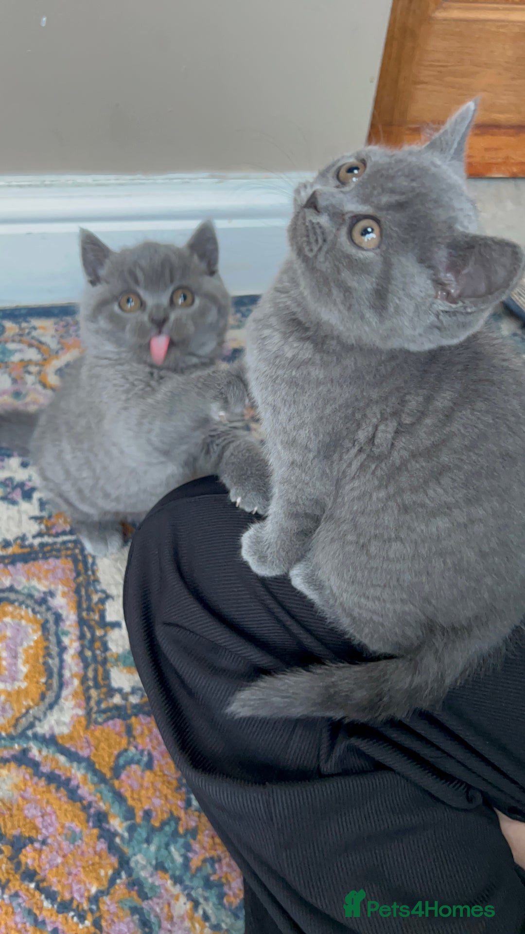 British Shorthair cats for sale: Beautiful British shorthair kittens  - Advert 8
