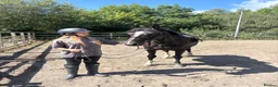 British Warmblood horses for sale: Beautiful black warmblood mare with golden temp in Maesteg - Advert 7