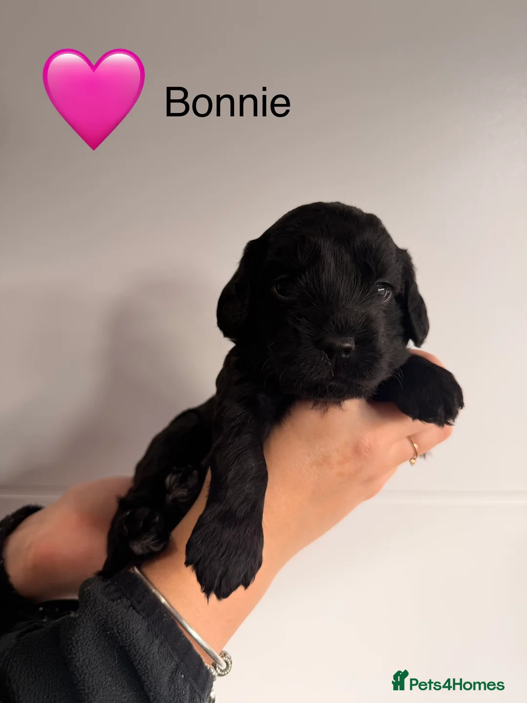 Cockapoo dogs for sale: F1B Cockapoo Puppies - From a Family Home. - Advert 9