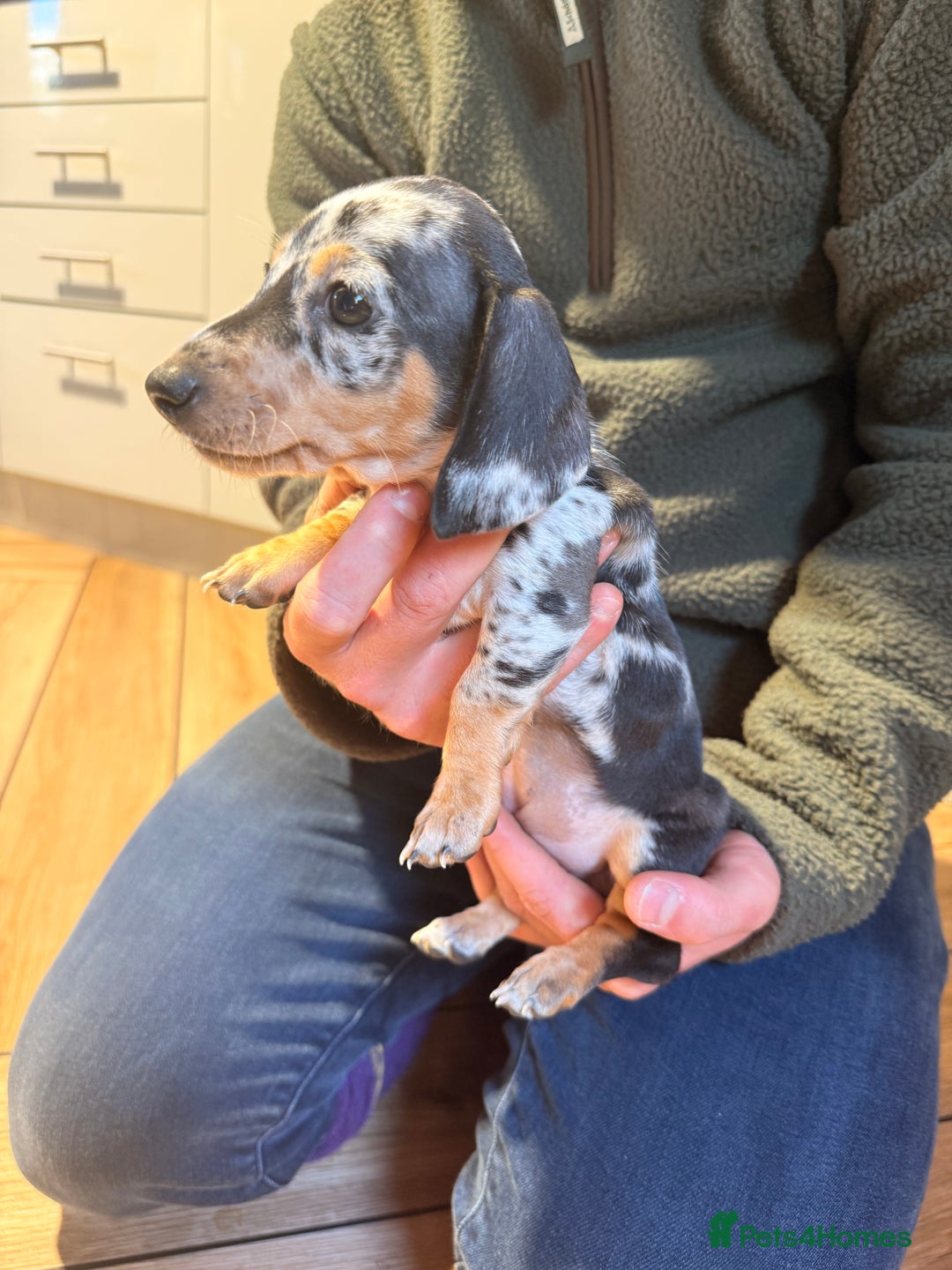 Miniature Dachshund dogs for sale: Outstanding litter of miniature Dachshund Puppies - Image 13