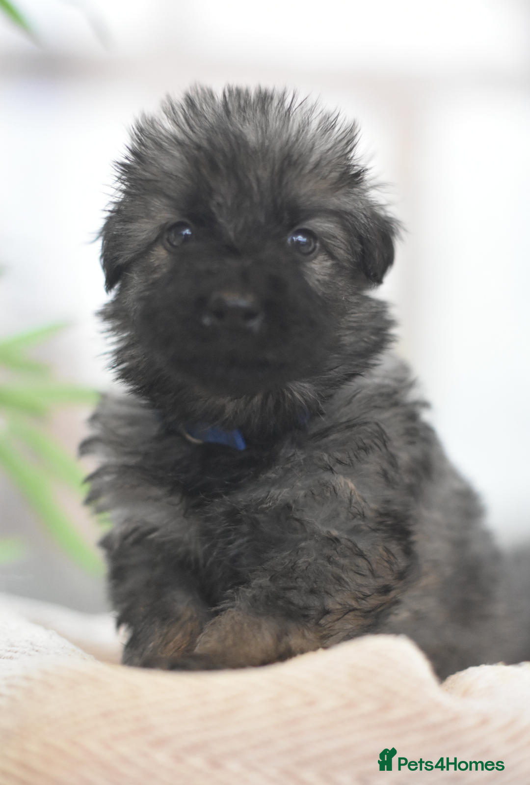 German Shepherd dogs for sale: KC registered 5 generation long coated GSD puppies - Advert 27