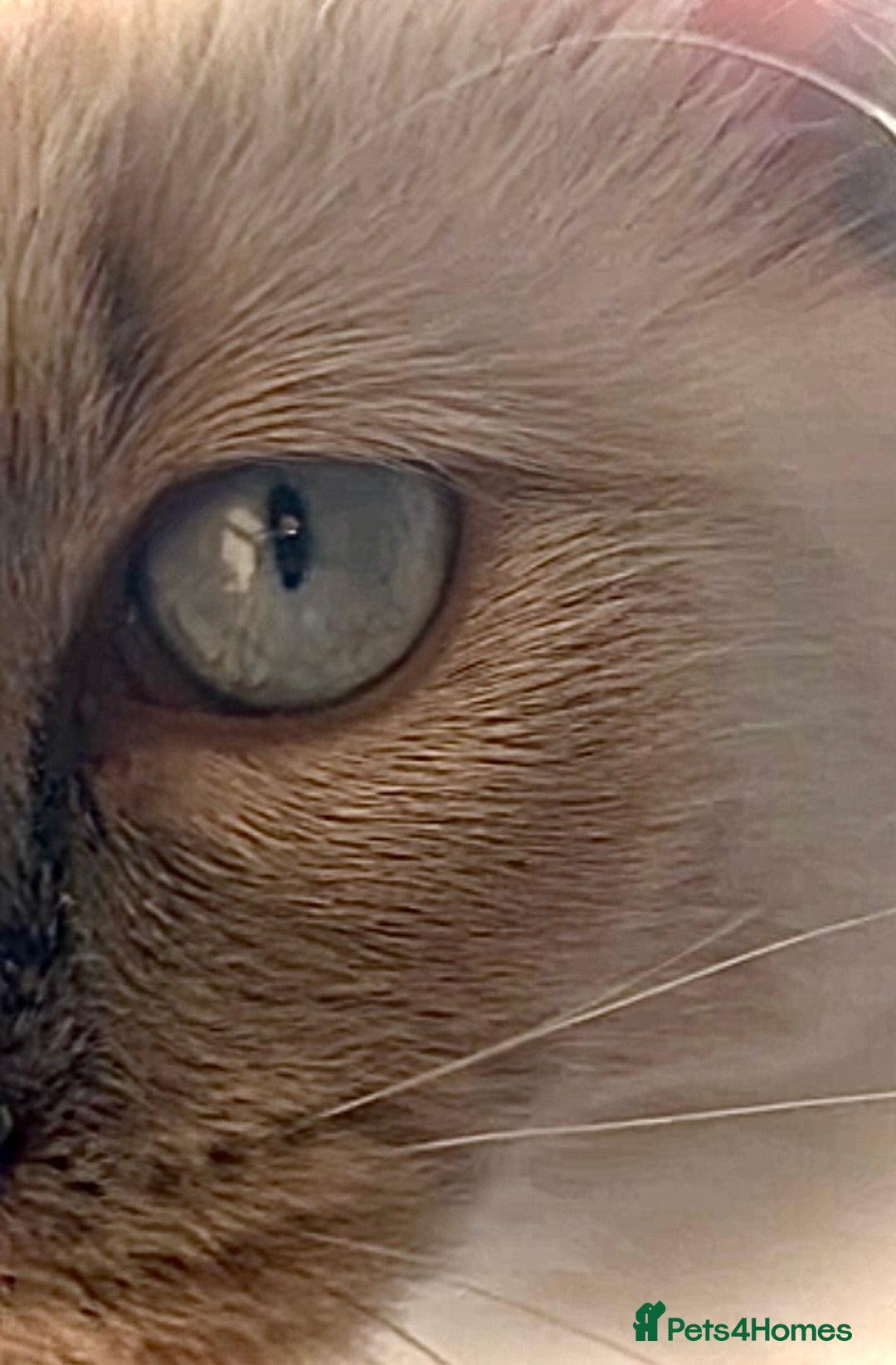 Mixed Breed cats for sale: Ragdoll mix girl needs new home - Advert 15