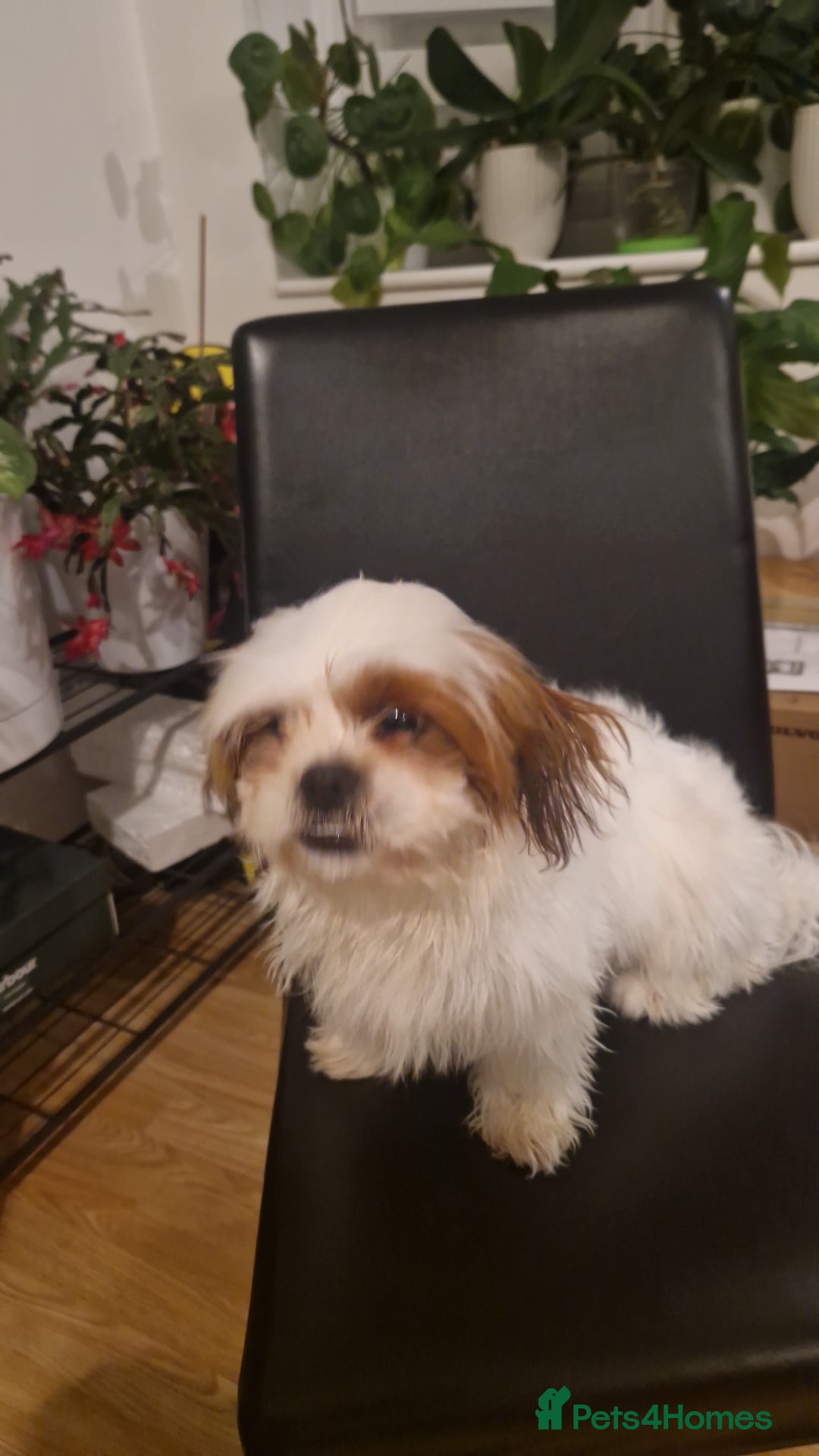Shih Tzu dogs for sale: X2 Shih tzu puppies  - Image 5