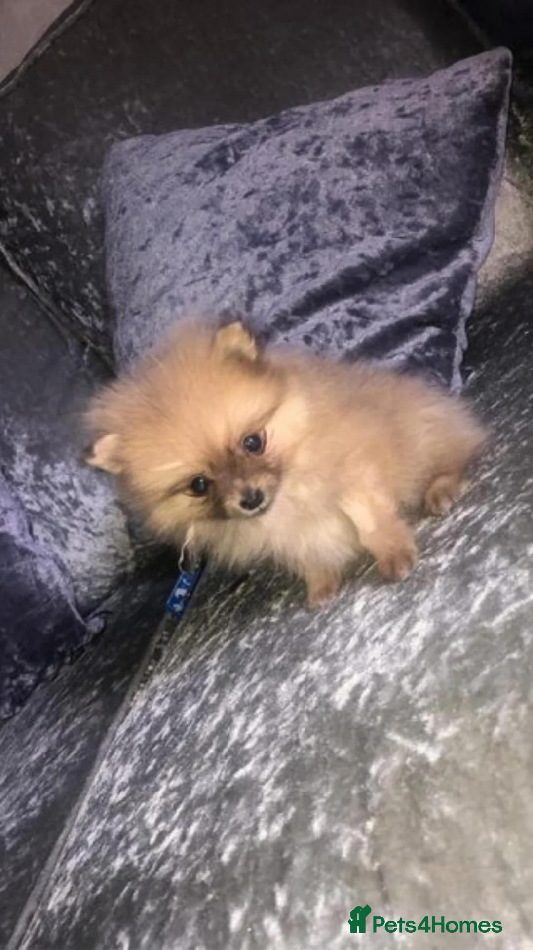 Pomeranian dogs for stud: Proven Chocolate KC in Runcorn - Advert 14