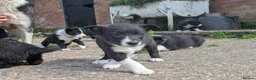 Border Collie dogs for sale: Border Collie Puppies for sale - Advert 10