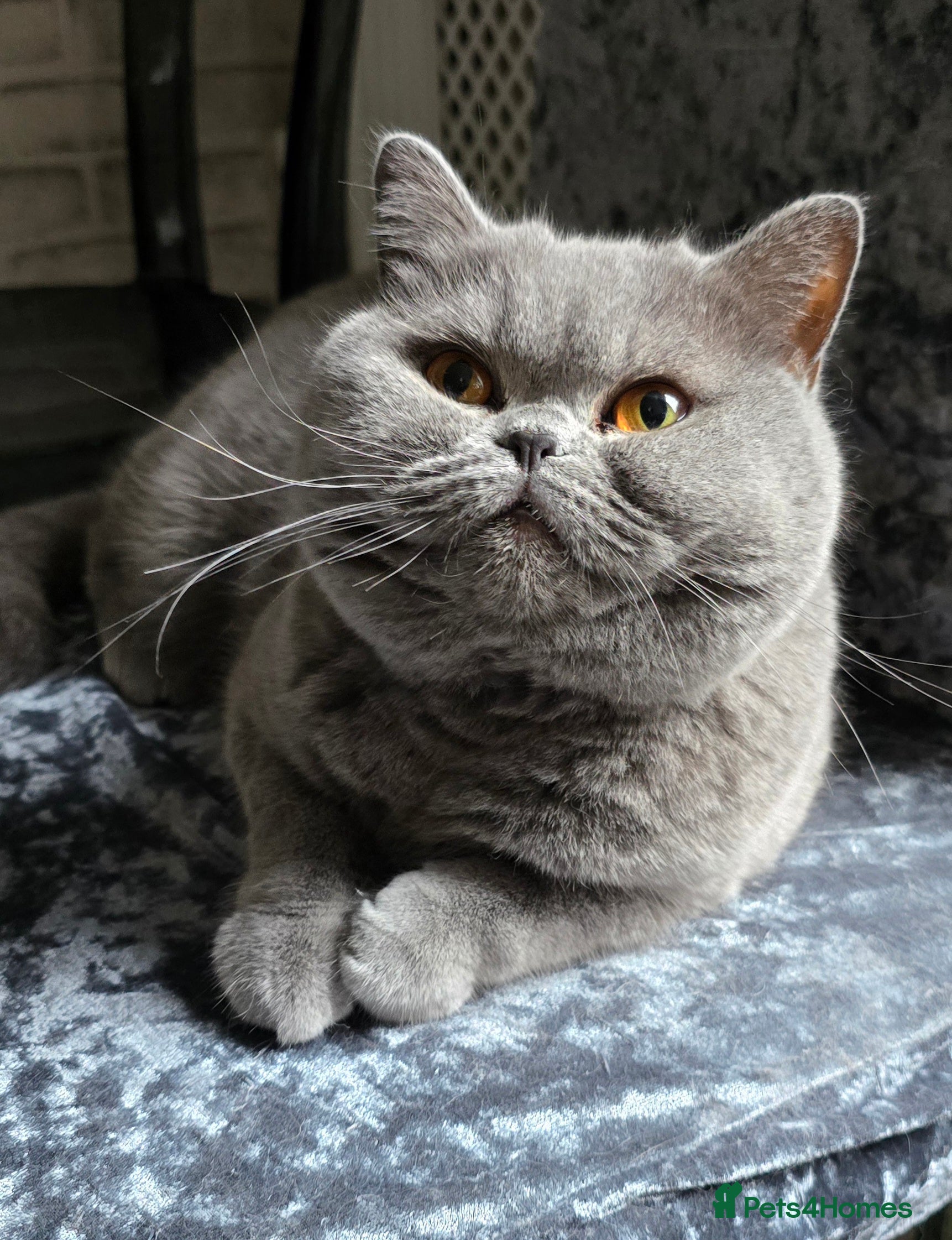 British Shorthair cats GCCF registered British Shorthair girl - Advert 4
