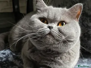 British Shorthair cats GCCF registered British Shorthair girl - Advert 3