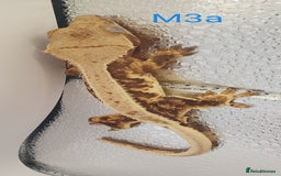 Gecko reptiles for sale: Juvenile Crested Geckos - Image 35