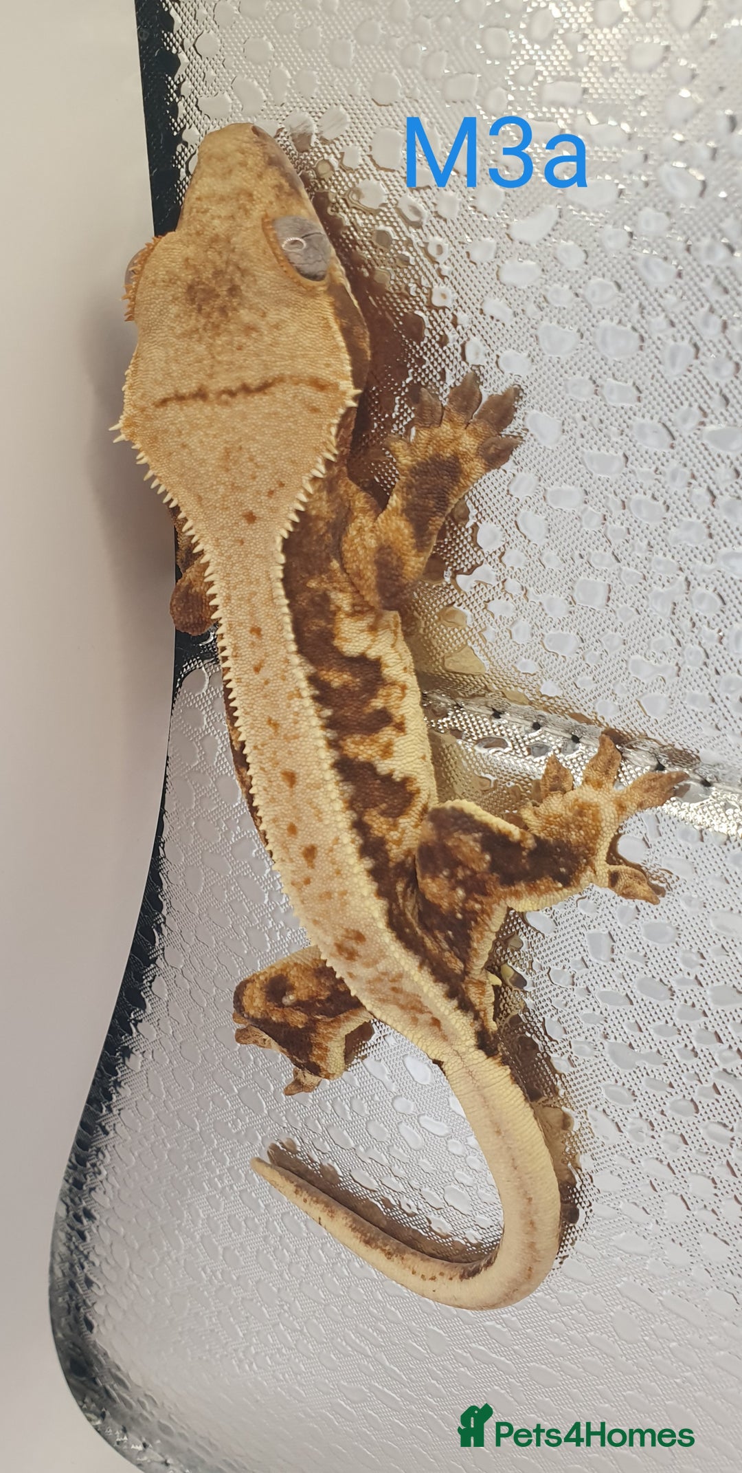 Gecko reptiles for sale: Juvenile Crested Geckos - Image 35
