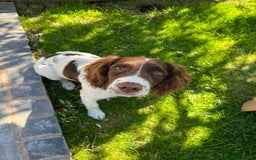 English Springer Spaniel dogs for sale: Working English Springer Spaniel - Image 3