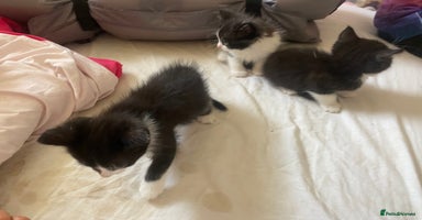British Longhair cats - Advert 15