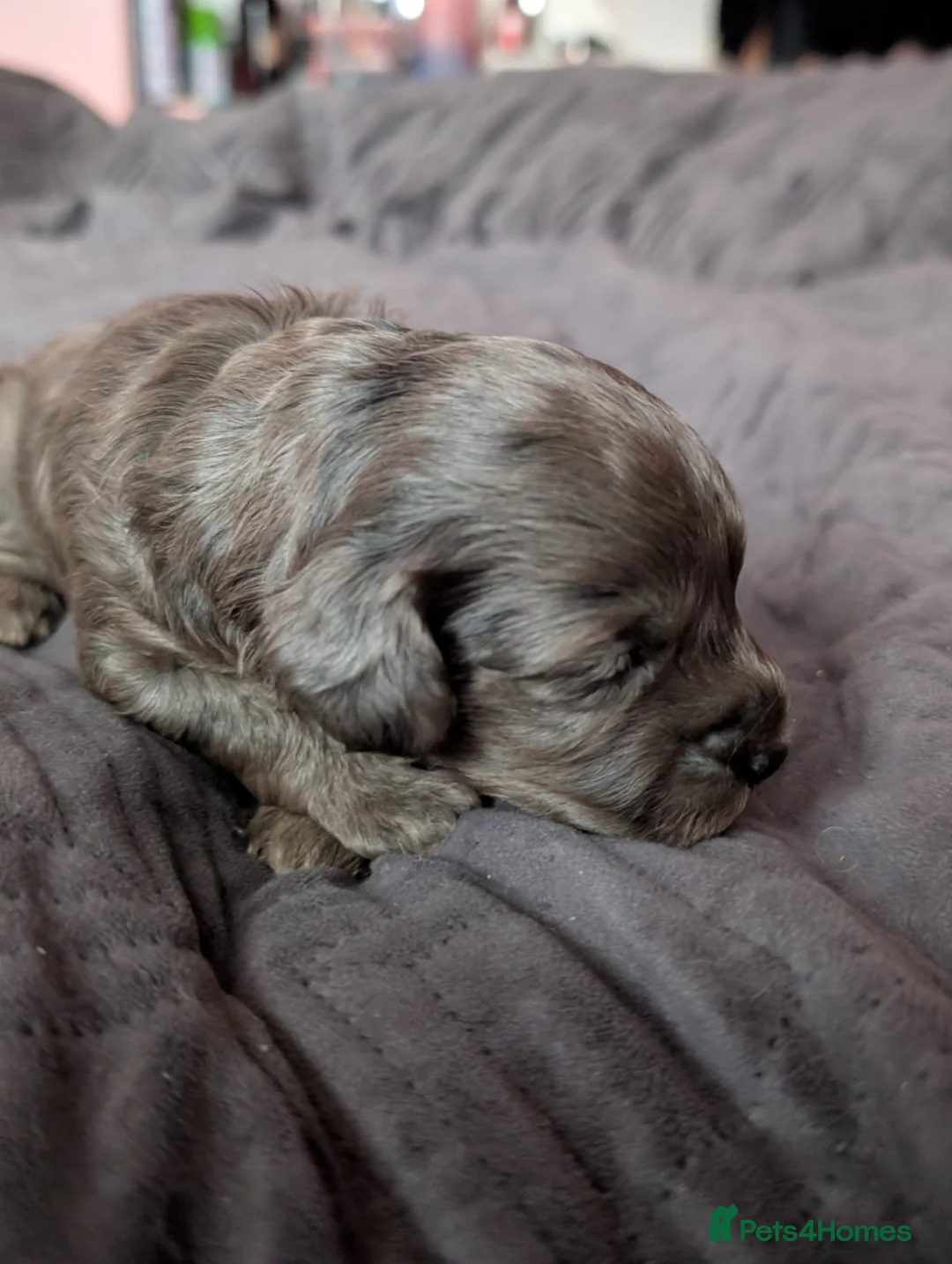Cockapoo dogs for sale: F2b cockapoo pups Super Cute. Health test parents - Advert 14