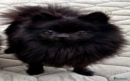 Pomeranian dogs for adoption: Charlie’s Story – The Tiny Dog With a Giant Heart - Image 1