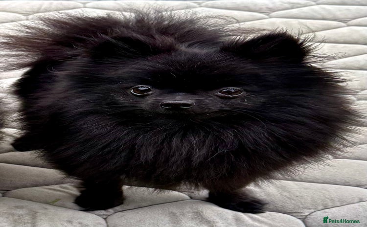 Pomeranian dogs - Advert 2