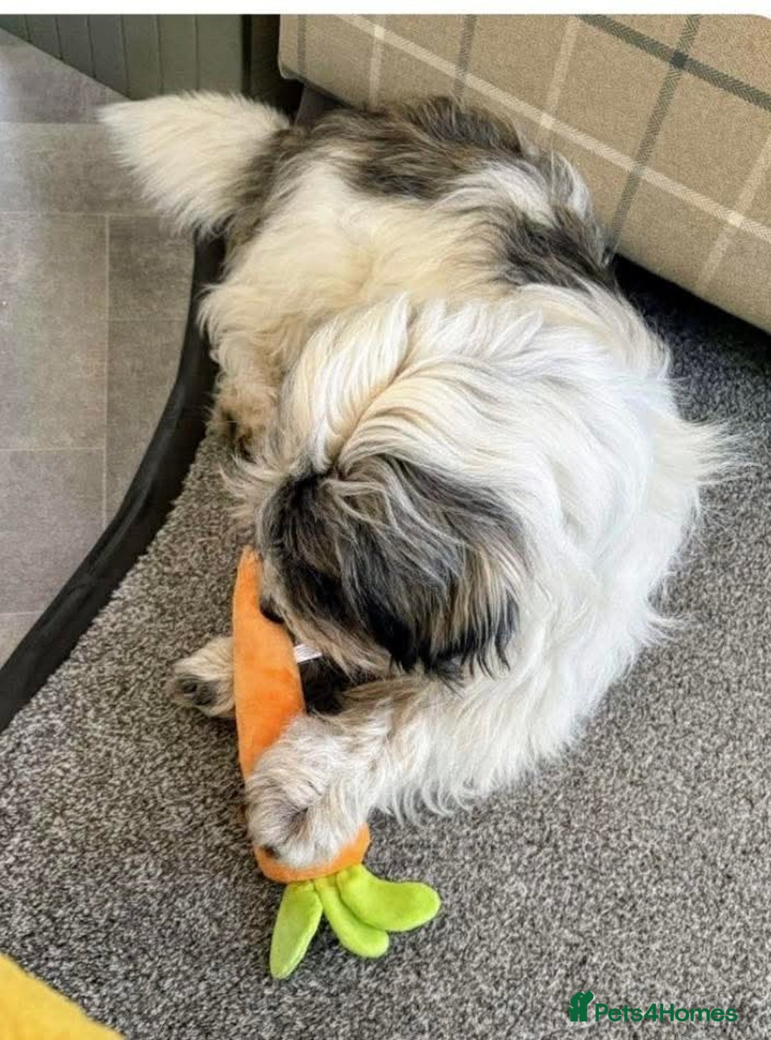 Mixed Breed dogs for adoption: Meet Fritz, currently residing in Kent - Image 3