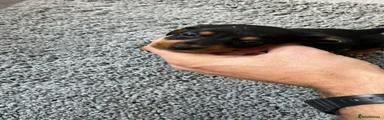 Miniature Dachshund Puppy 4